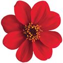 Bild von Ej Dahlia Red